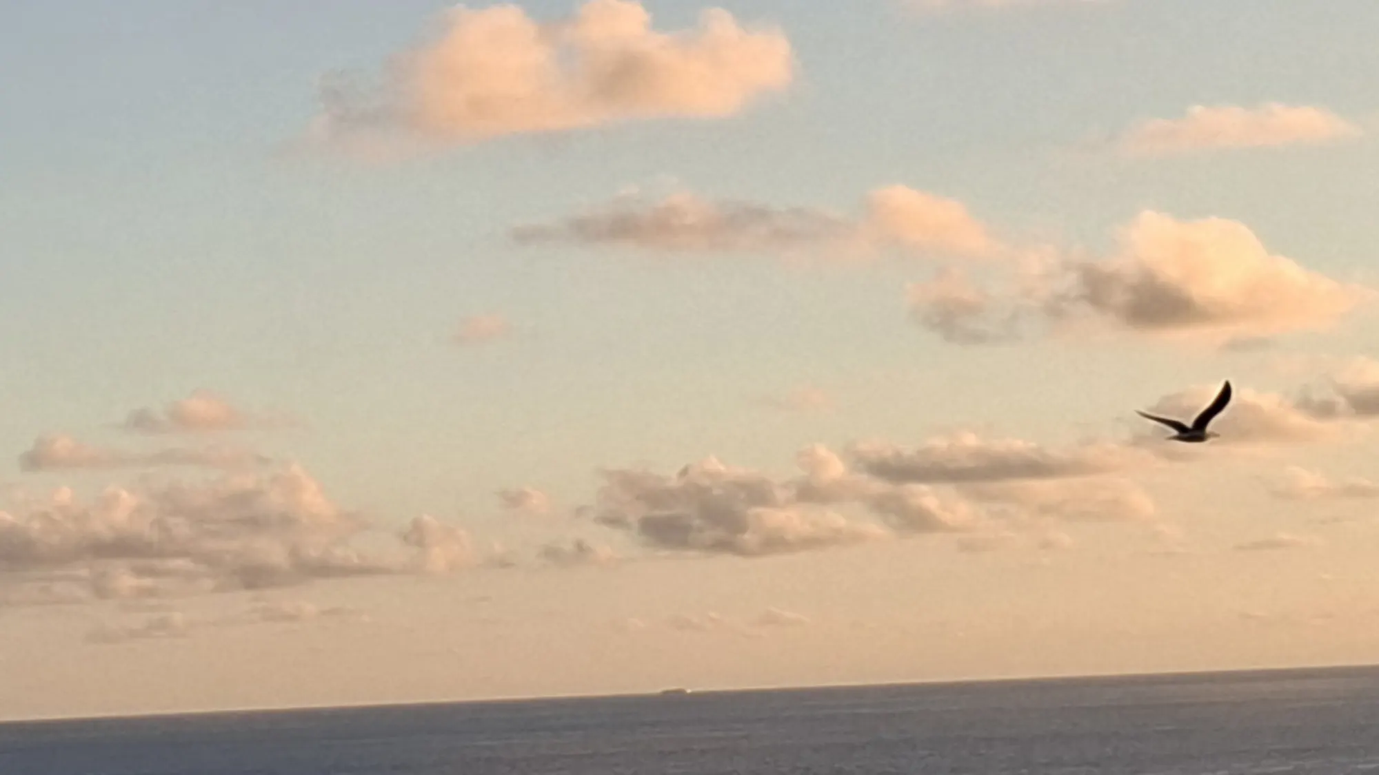 Ein Vogel zieht über dem Meer durch den Abendhimmel