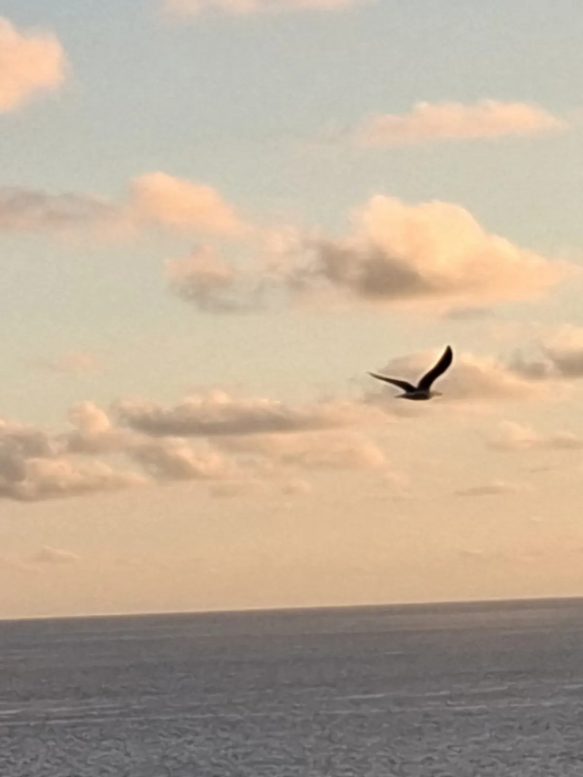 Ein Vogel zieht über dem Meer durch den Abendhimmel