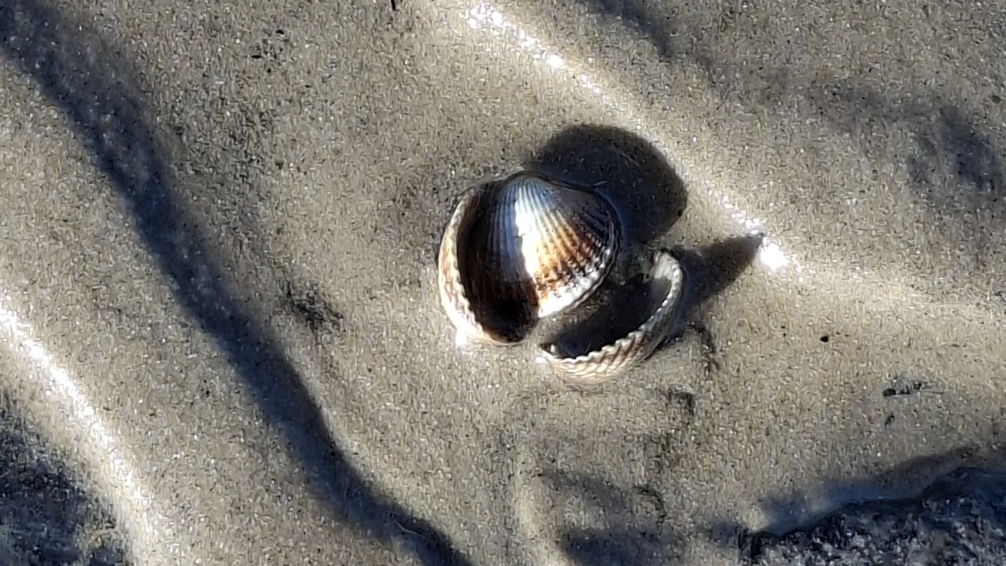 Eine Muschel liegt im gerippten Sand