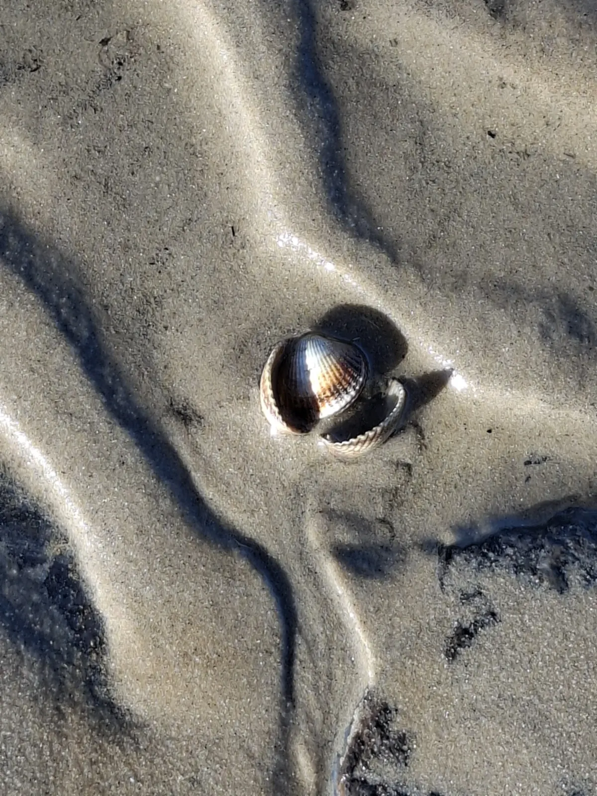 Eine Muschel liegt im gerippten Sand