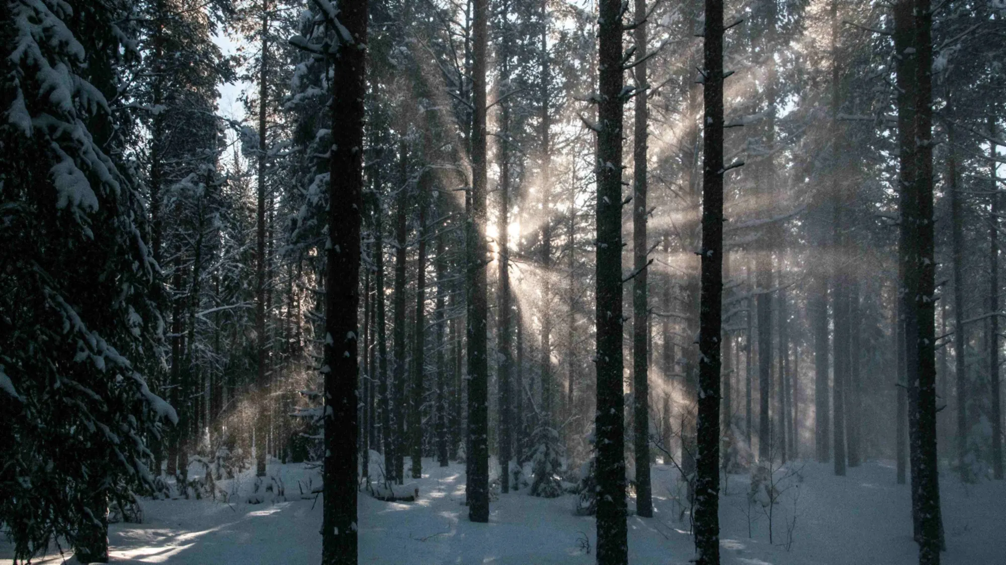 Sonnenlicht fällt durch einen winterlichen Wald
